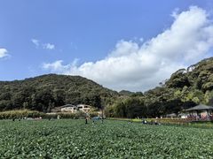 -广州市石门国家森林公园