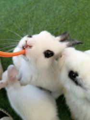 -萌宠亲子动物乐园(槐房万达店)