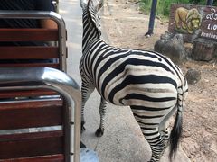 -清迈夜间动物园