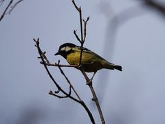 -北京西山国家森林公园
