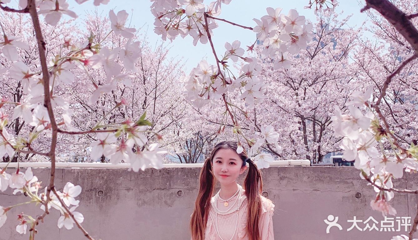 魔都樱花季🌸秒速五厘米的浪漫！
