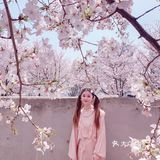 魔都樱花季🌸秒速五厘米的浪漫！