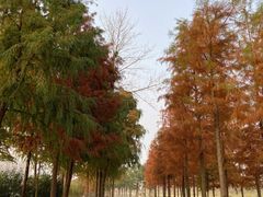 -合肥滨湖国家森林公园