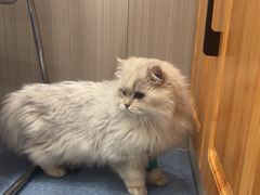 -佑安动物医院·全科·内窥镜中心(幸福巷店)