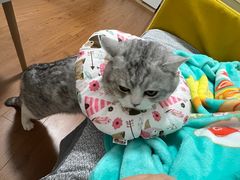 -中农大我爱我爱24h动物医院·中医针灸·猫专科·骨科医疗中心(双井店)