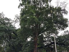 -峨眉山报国寺