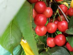 -樱桃山旅游景区