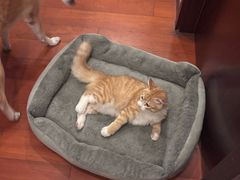 -天宠宠物医院24小时·急重症诊疗中心·全科·腔镜特色(和平分院)