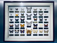 -上海昆虫博物馆