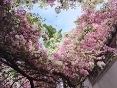 -深圳国际园林花卉博览园