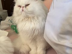 -艾贝尔宠物诊疗