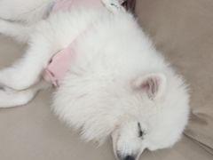 -怪兽屋·羊驼·猫咖·狗咖(俊华广场店)