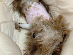 -美联众合动物医院·24h京西诊疗中心
