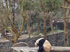 -都江堰中华大熊猫苑