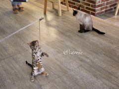 -猫咪咖啡·猫咖(万达广场店)