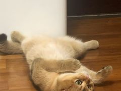 -东方名猫馆·英短金渐层布偶猫舍(环线广场1号楼店)