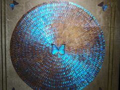 -上海昆虫博物馆