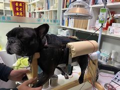 -西安京西宠物医院·瘫痪·疑难杂症