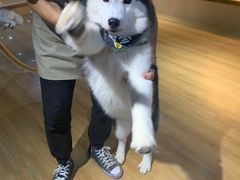 -Husky Go! 哈士奇体验馆·宠物咖啡厅狗咖
