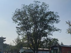-洛阳市隋唐城遗址植物园
