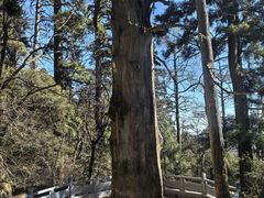 -天目山大树王景区