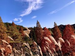 -神户市立六甲山牧场