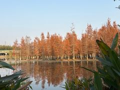 -白鹭湾湿地公园