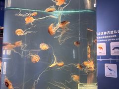 -重庆欢乐海底世界