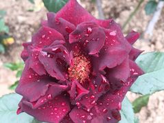 -人民公园(罗湖区)