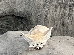 -上海野生动物园