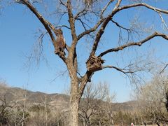 -北京西山国家森林公园