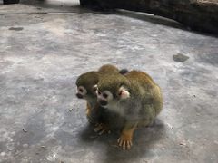 -西安秦岭野生动物园