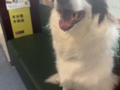 -顺强宠物诊所·狂犬免疫·夜诊·骨科(嘉定店)