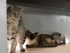 -猫儿山۰猫主题餐厅