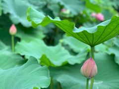 -陈家山荷花公园