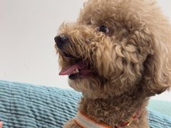 -佳雯宠物医院·皮肤科·内外科(春晓路分院)