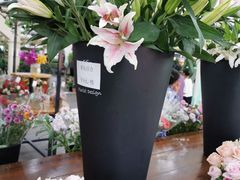 -荷兰花海