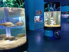 -沙沙哗啦海洋馆(华宇百花谷店)
