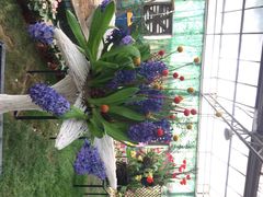 iphone_upload_pic-石家庄市植物园