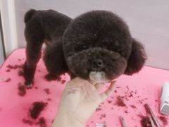 -宠福鑫康馨动物医院·骨科·眼科