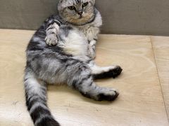 -more than meow吴止猫主题餐厅(承德 中船汇店)