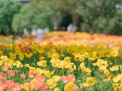 -鹅湖玫瑰文化园