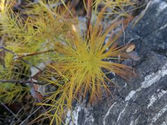 -静之湖湖畔餐厅