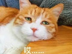 -小本家韩式烤肉(紫藤路店)