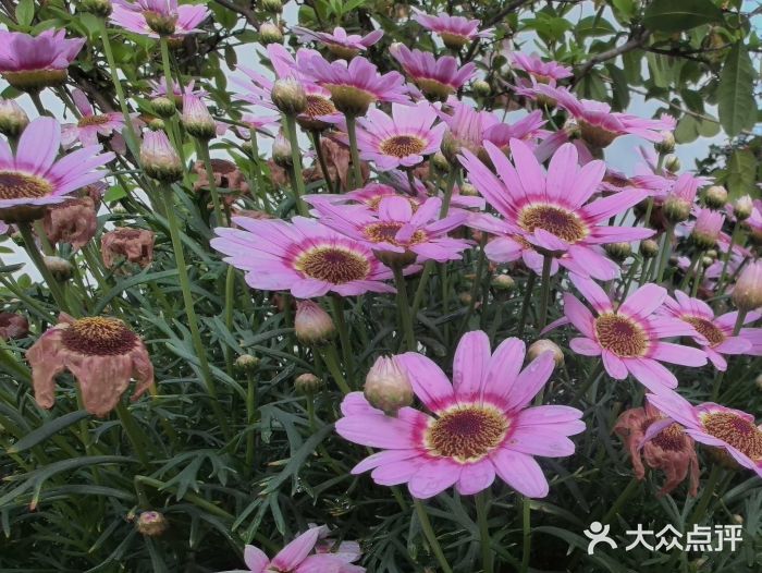 琴亭湖公园图片