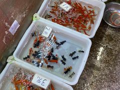 -双季花艺园艺市场(浦东店)