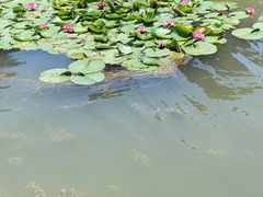 -前关湿地公园