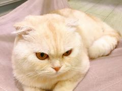 皮卡丘-喵的天空名猫咖啡馆·撸猫·猫舍·用品