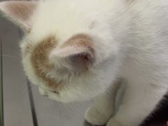 -汪喵宠物医院·骨科心脏影像·犬猫急重症ICU诊疗中心(成华分院)