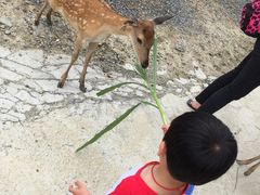 -鹿境梅花鹿生态园区